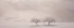 Gilles Hanauer - Apple trees